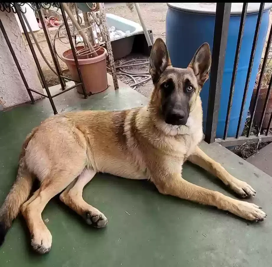 Lost dog in San Antonio, TX, 78204
