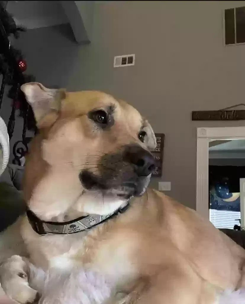 Lost dog in Cleburne, TX, 76033