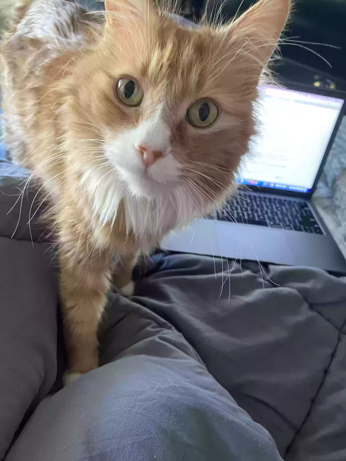 Lost cat in Port Hueneme, CA, 93041