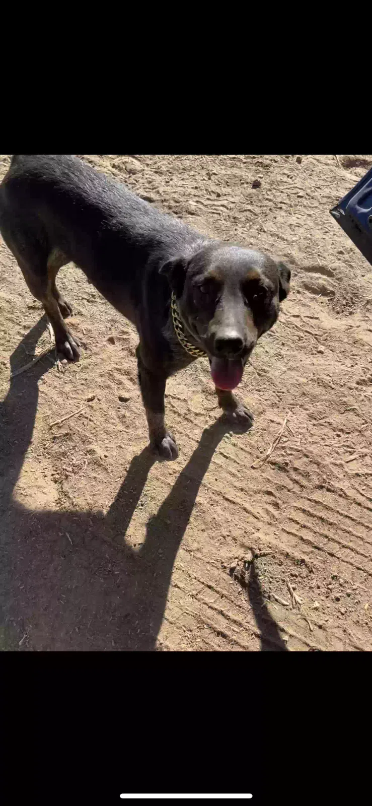 Lost dog in Phoenix, AZ, 85041
