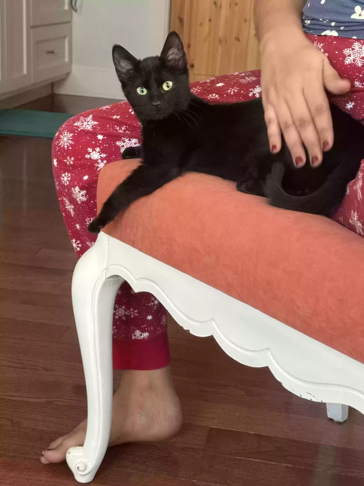 Found cat in Mineral Bluff, GA, 30559