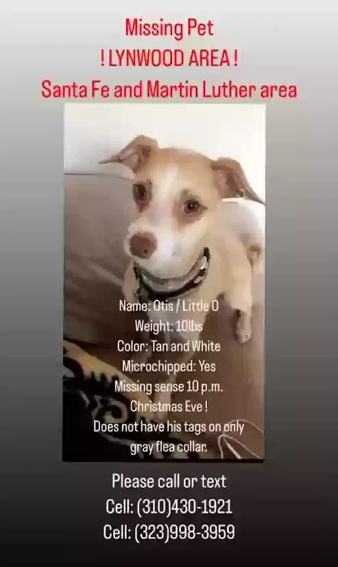 Lost dog in Lynwood, CA, 90262