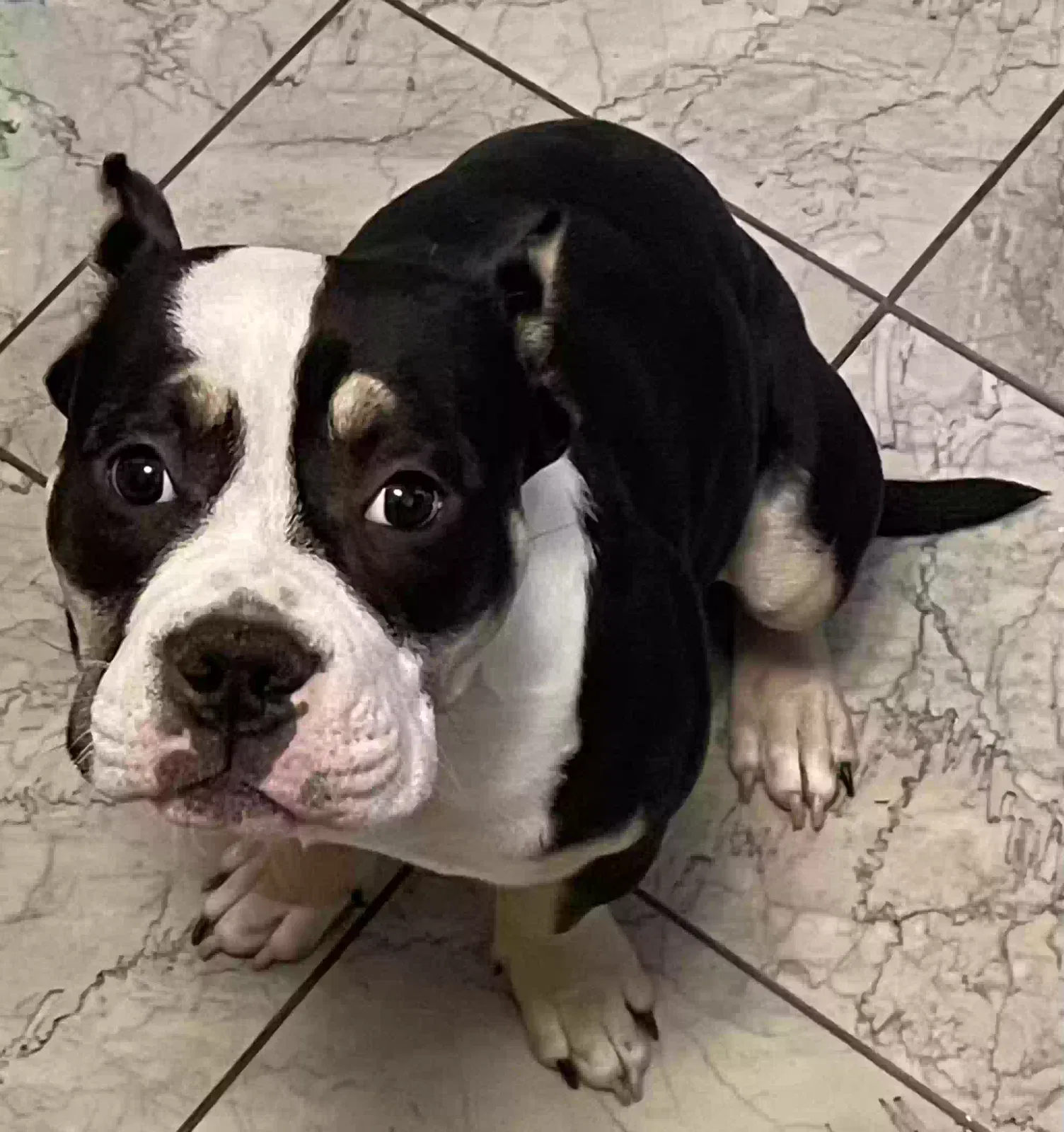 Lost dog in Newnan, GA, 30265