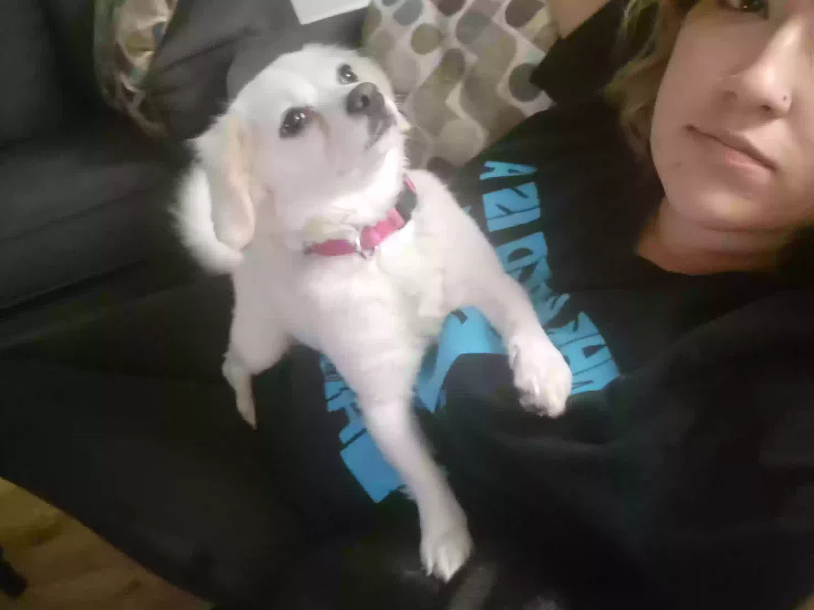 Lost dog in Tijeras, NM, 87059