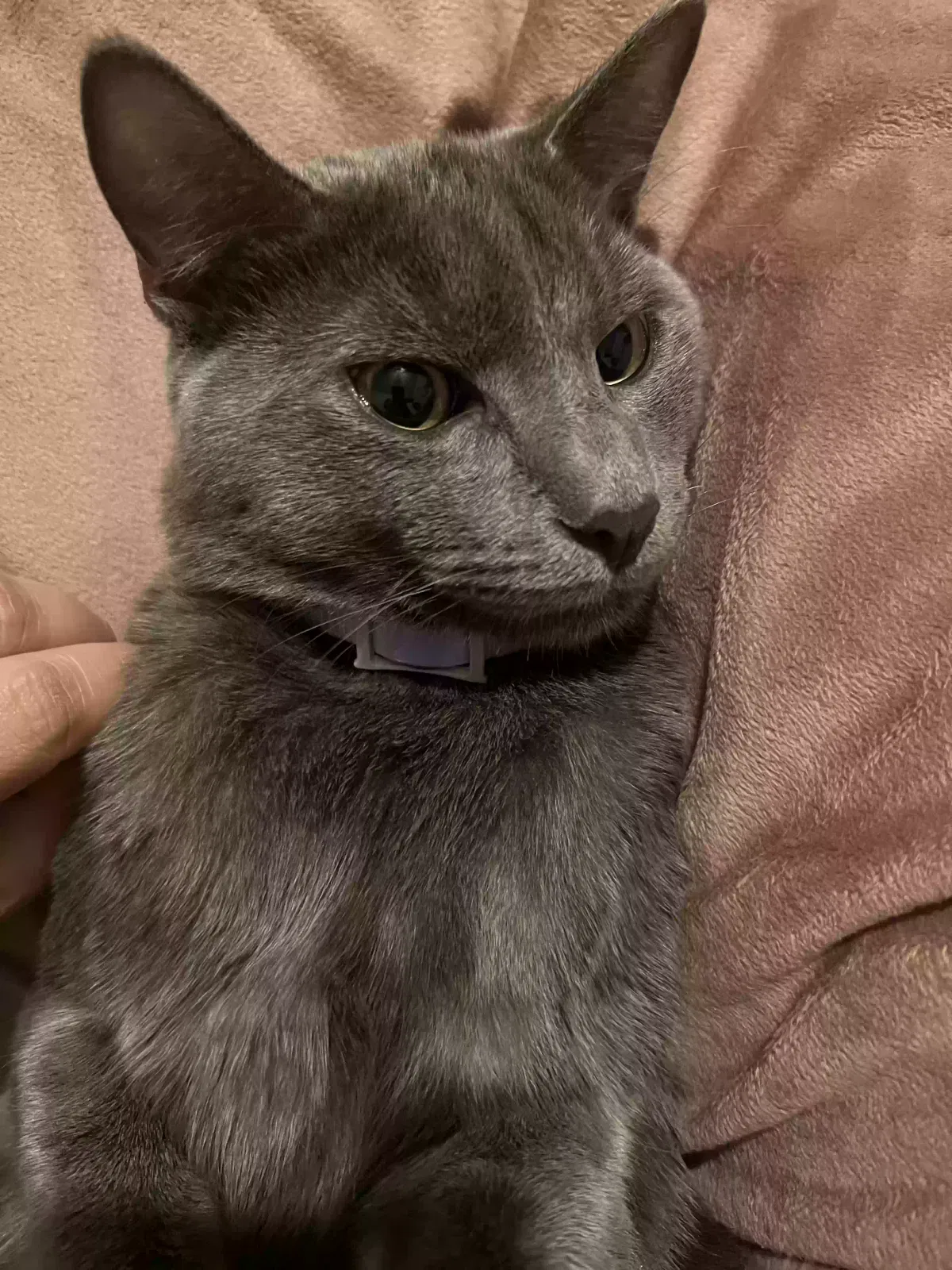 Lost cat in Whittier, CA, 90605