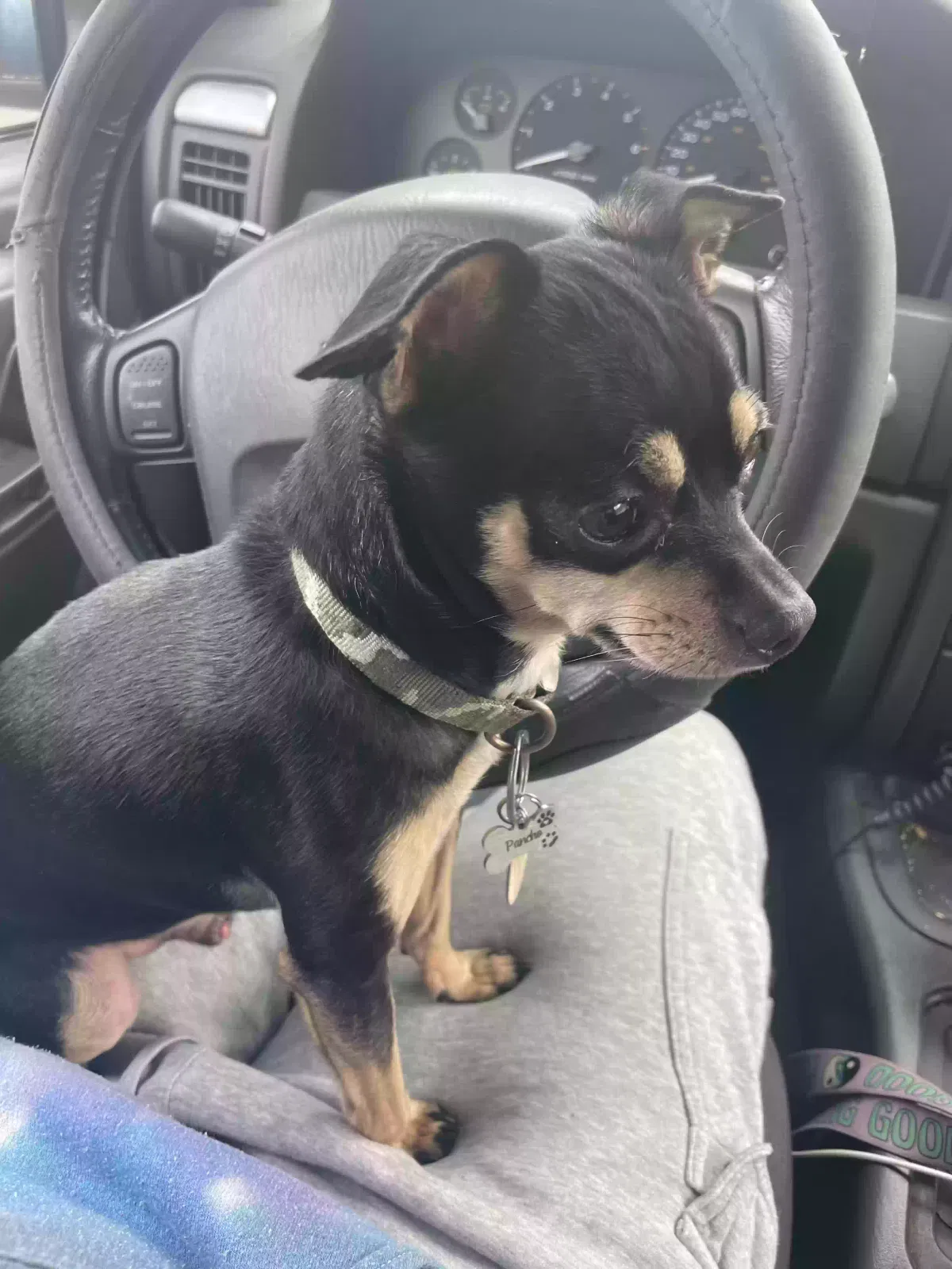 Lost dog in Memphis, TN, 38117