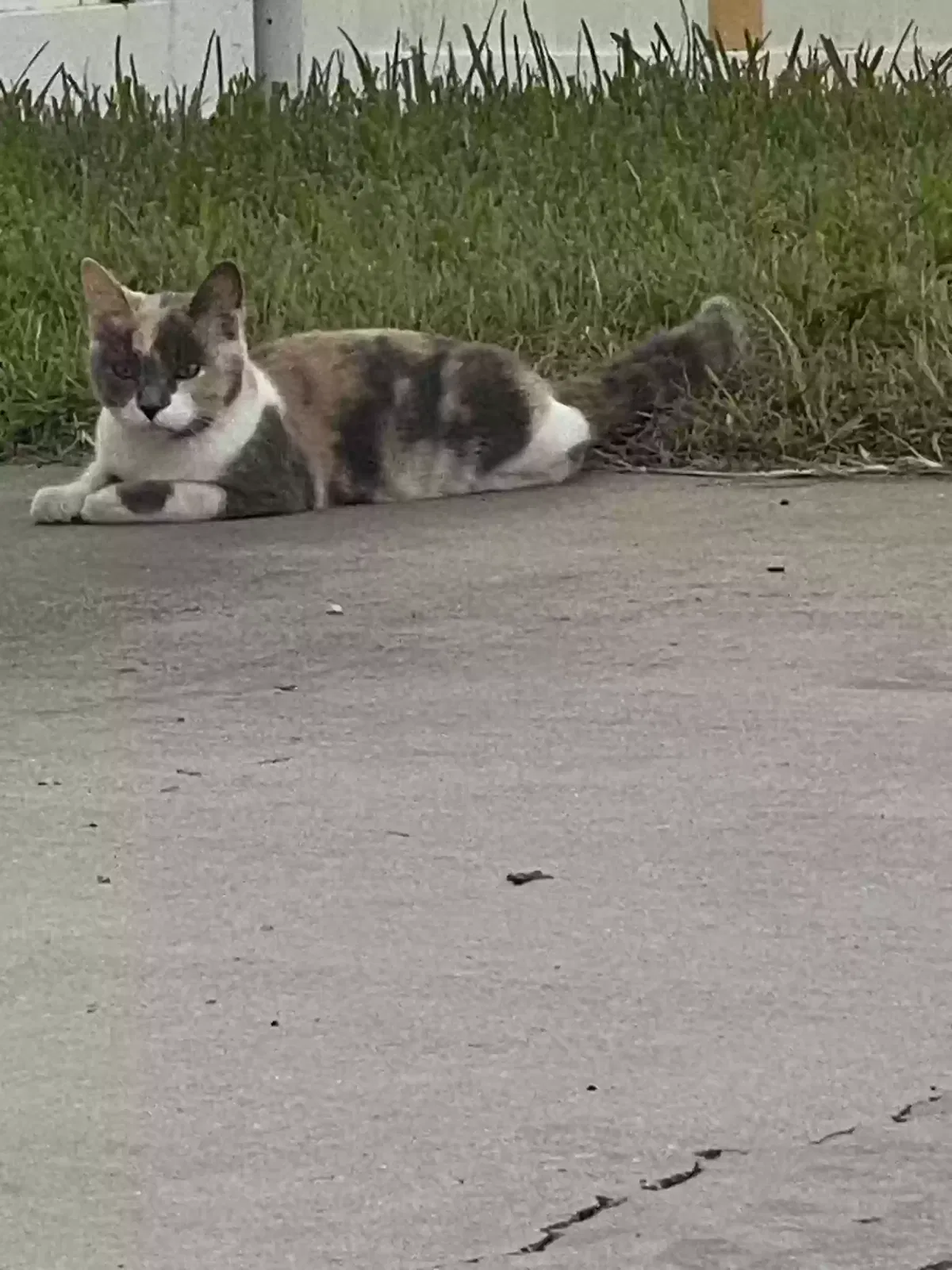 Lost cat in Fort Myers, FL, 33908
