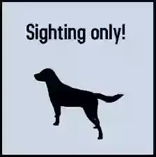 Found dog in Walterboro, SC, 29488