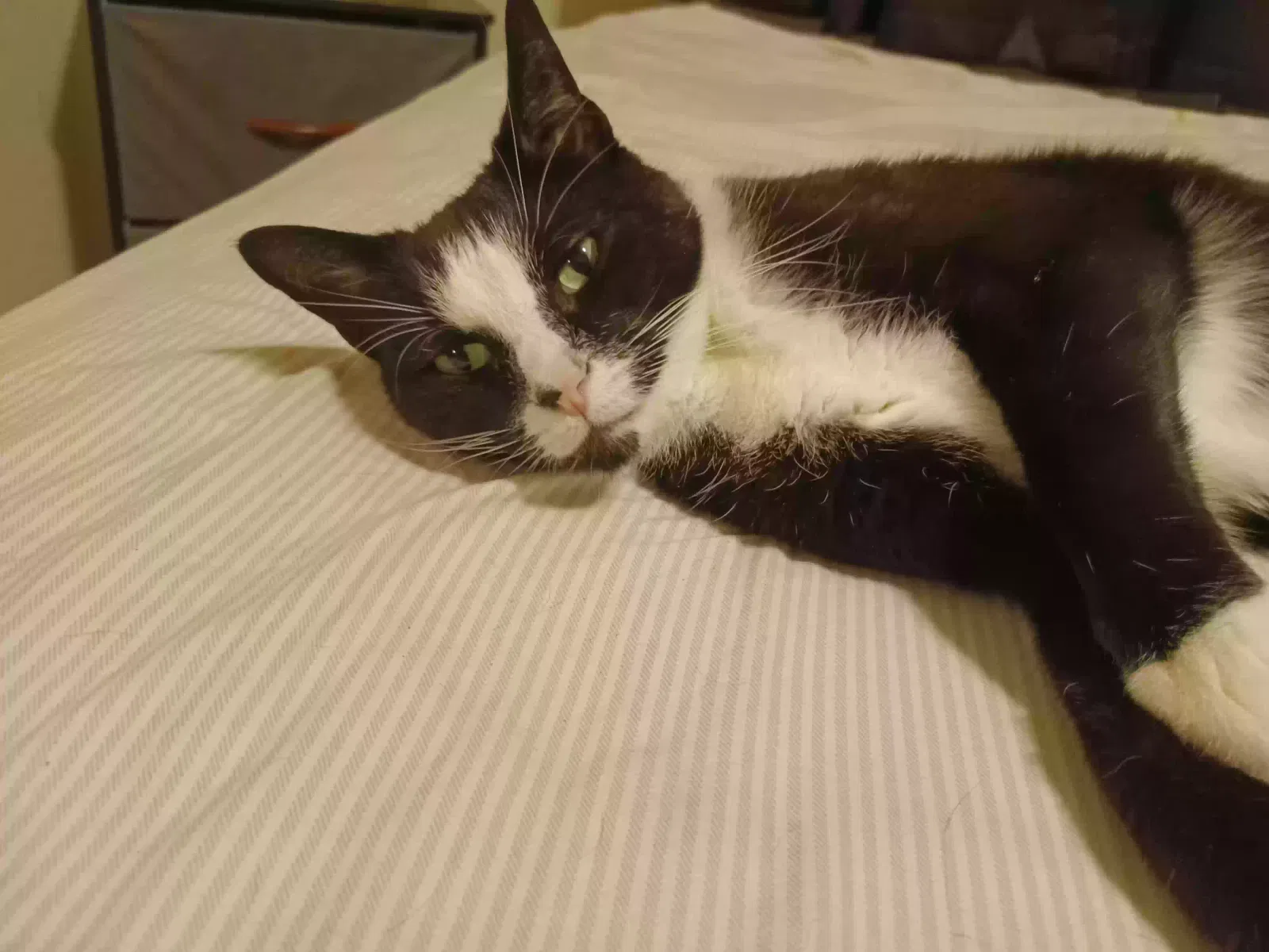 Lost cat in Madison, TN, 37115