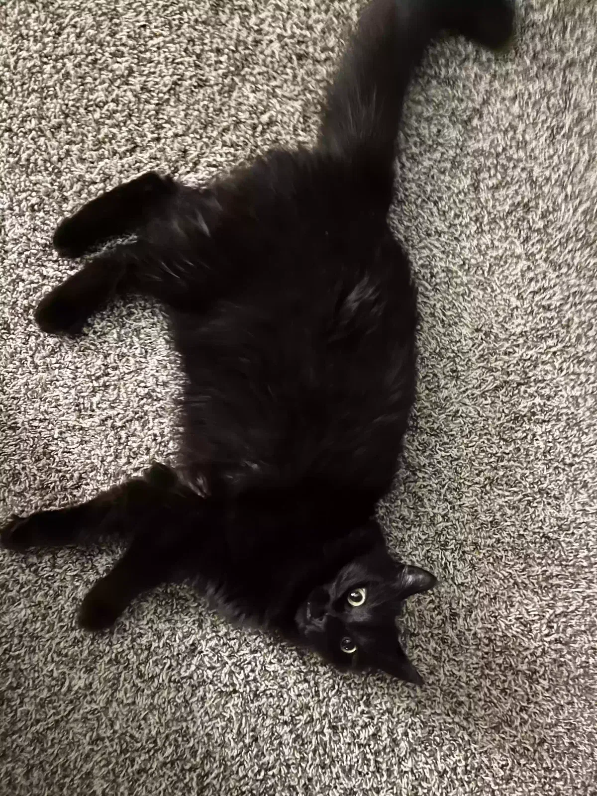 Lost cat in Oakland, CA, 94610
