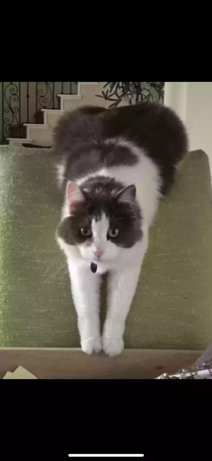 Lost cat in Folsom, CA, 95630