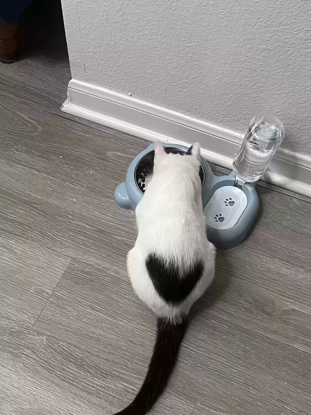 Lost cat in Dallas, TX, 75228