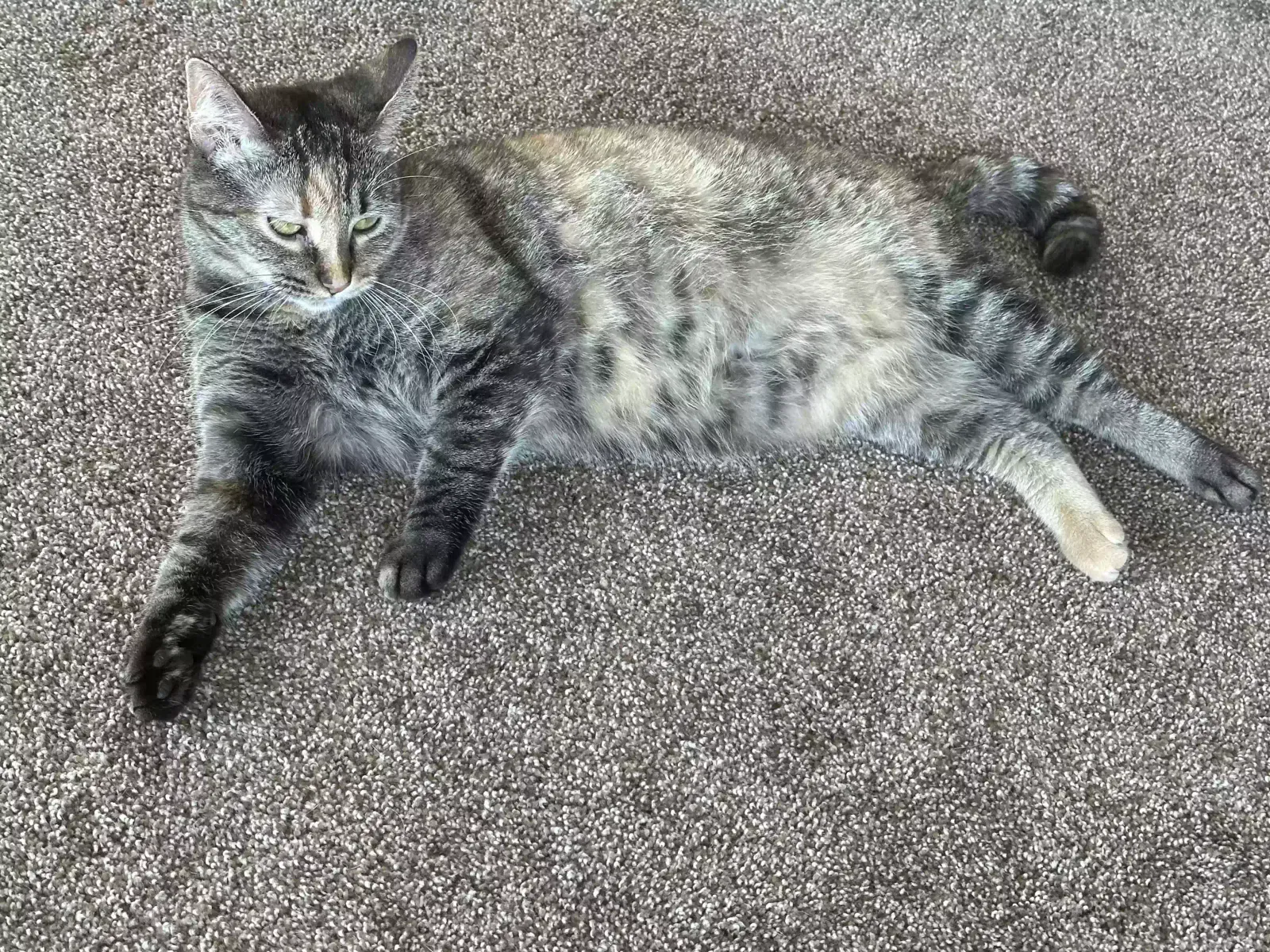 Lost cat in Vista, CA, 92084