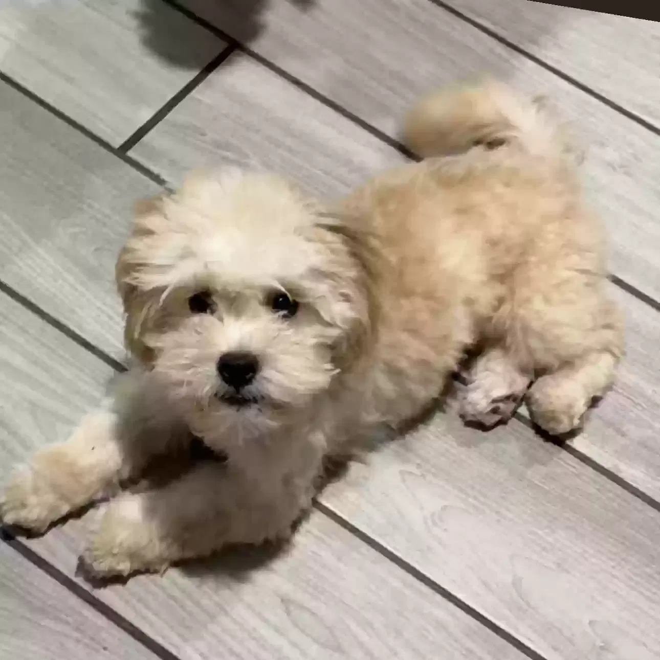 Lost dog in Castroville, CA, 95012