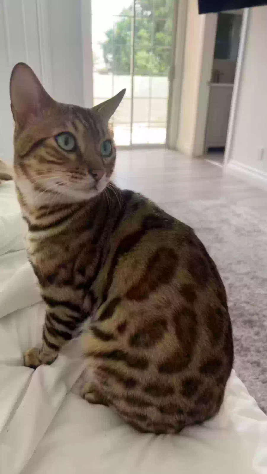 Lost cat in Sherman Oaks, CA, 91403