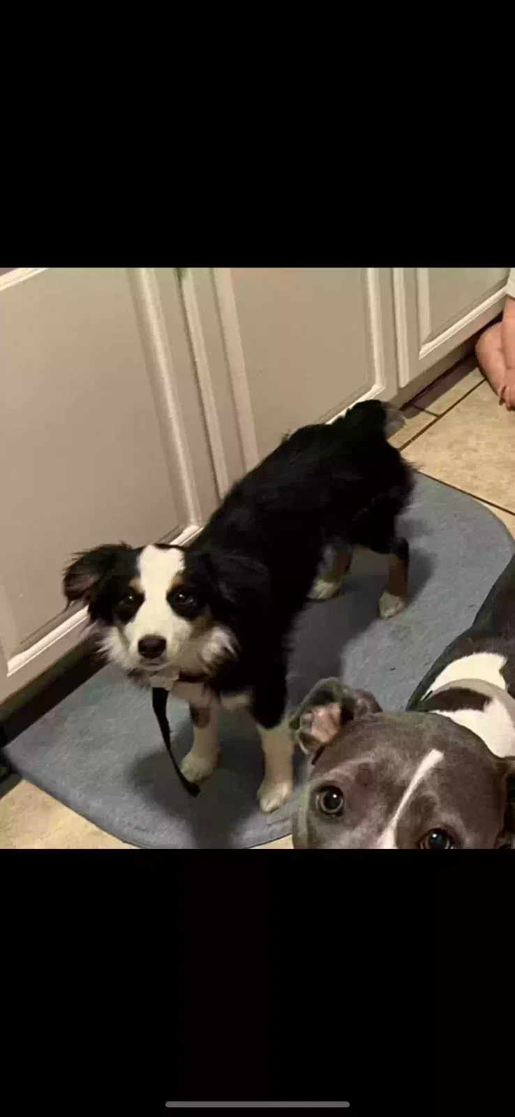 Lost dog in San Antonio, TX, 78233