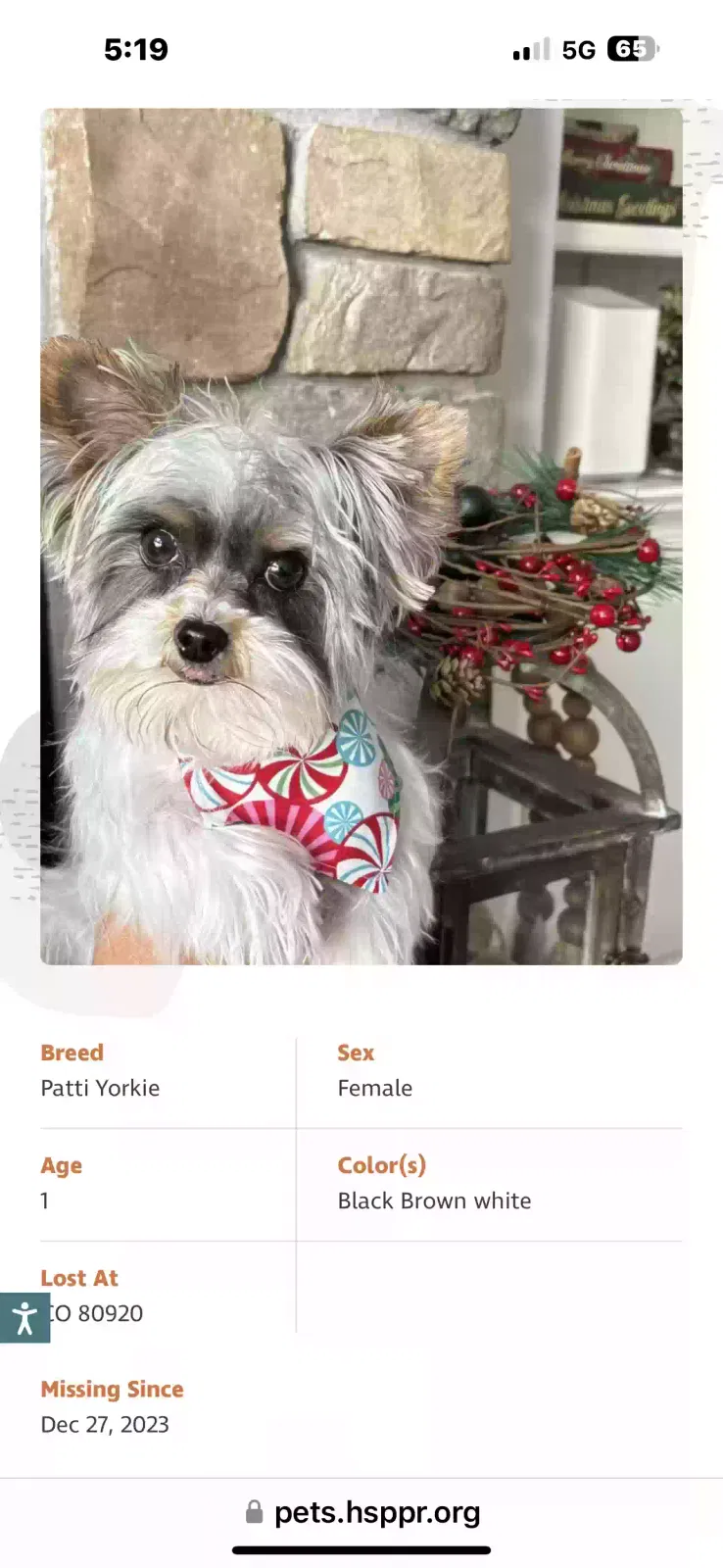 Lost dog in Colorado Springs, CO, 80920
