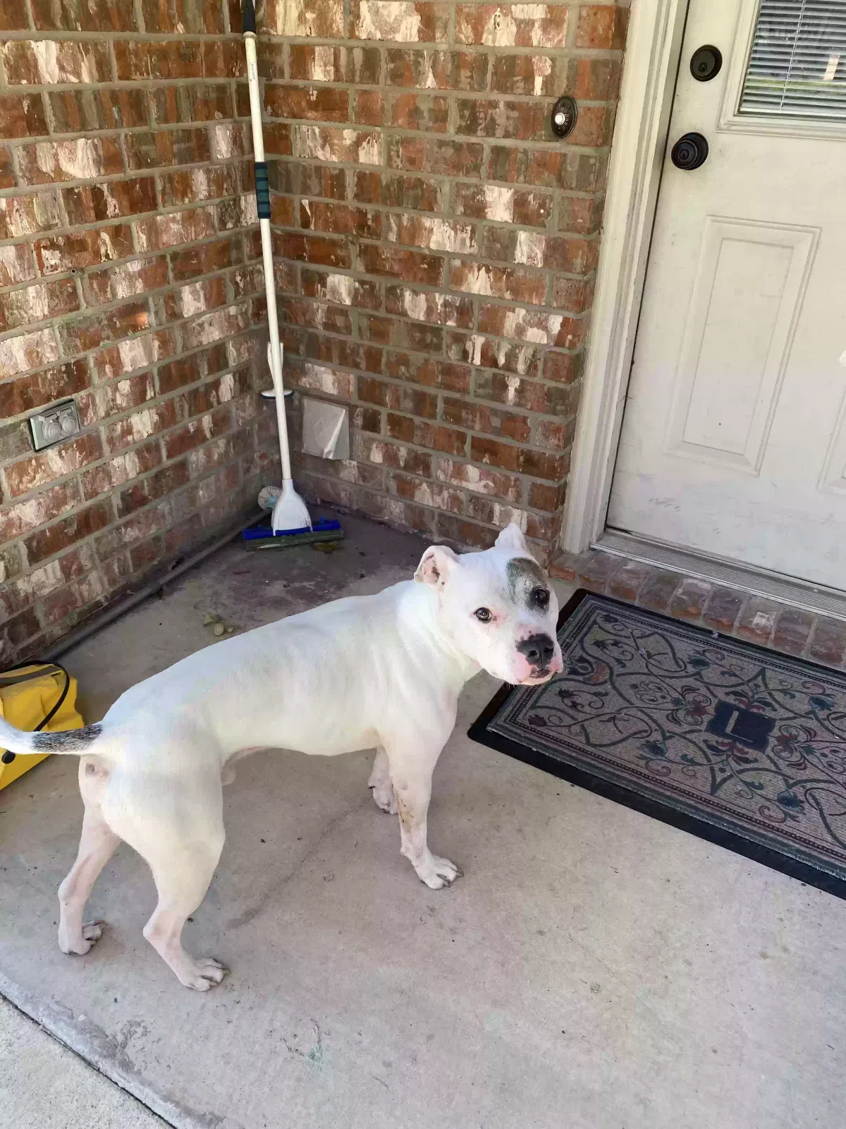 Lost dog in Belton, TX, 76513