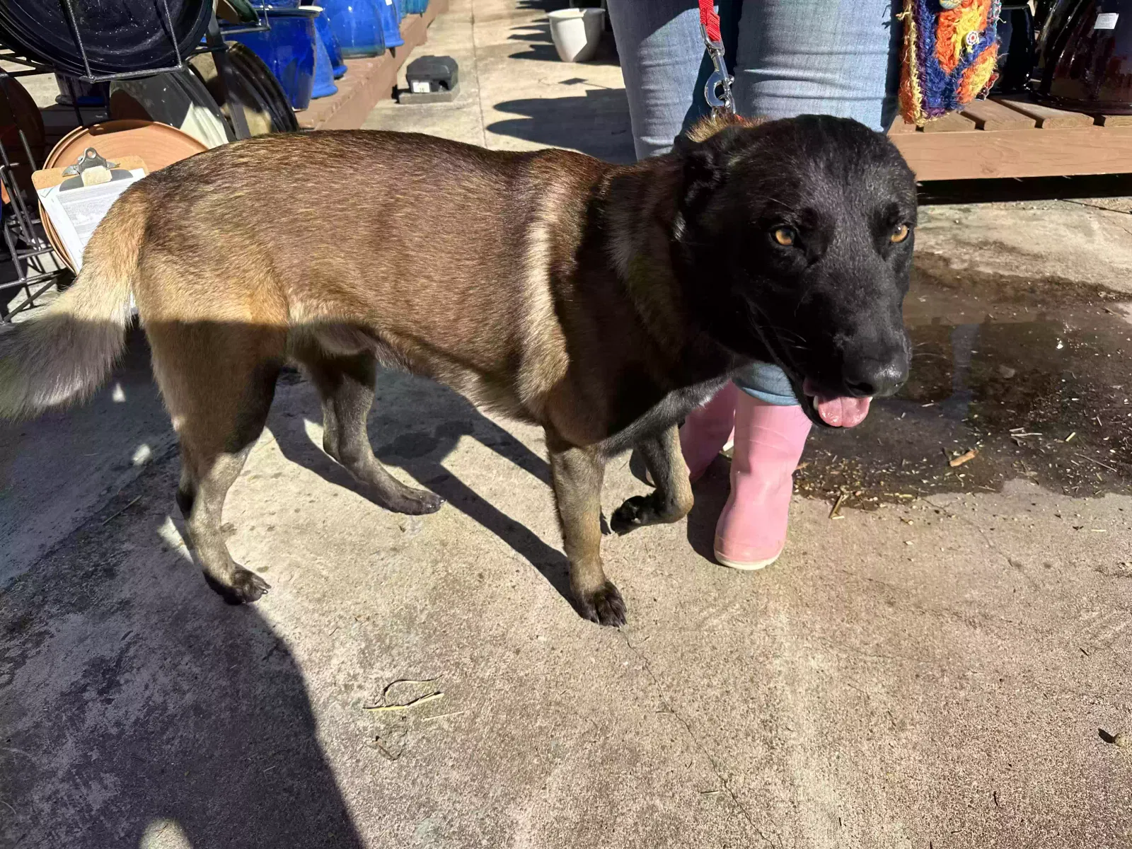 Found dog in Chattanooga, TN, 37416