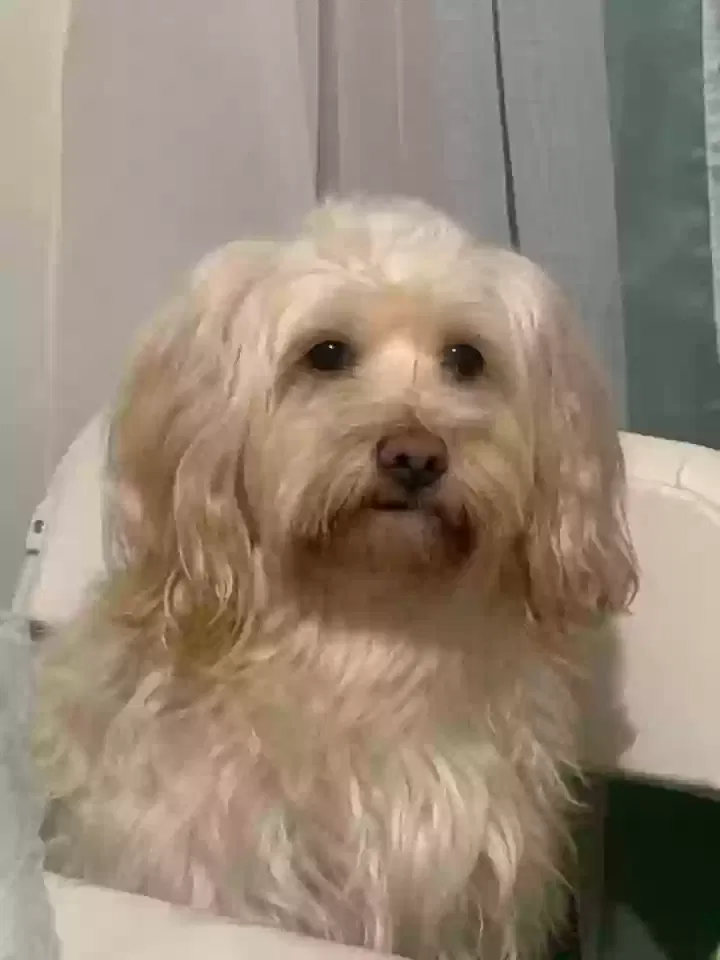 Lost dog in Reading, PA, 19604