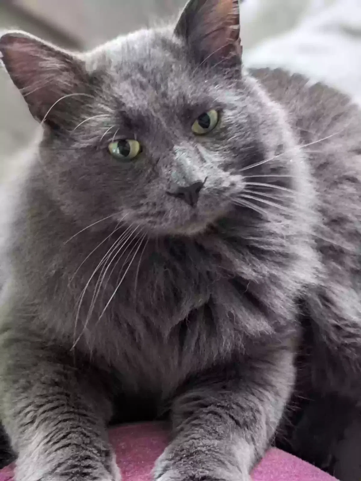 Lost cat in Puyallup, WA, 98371