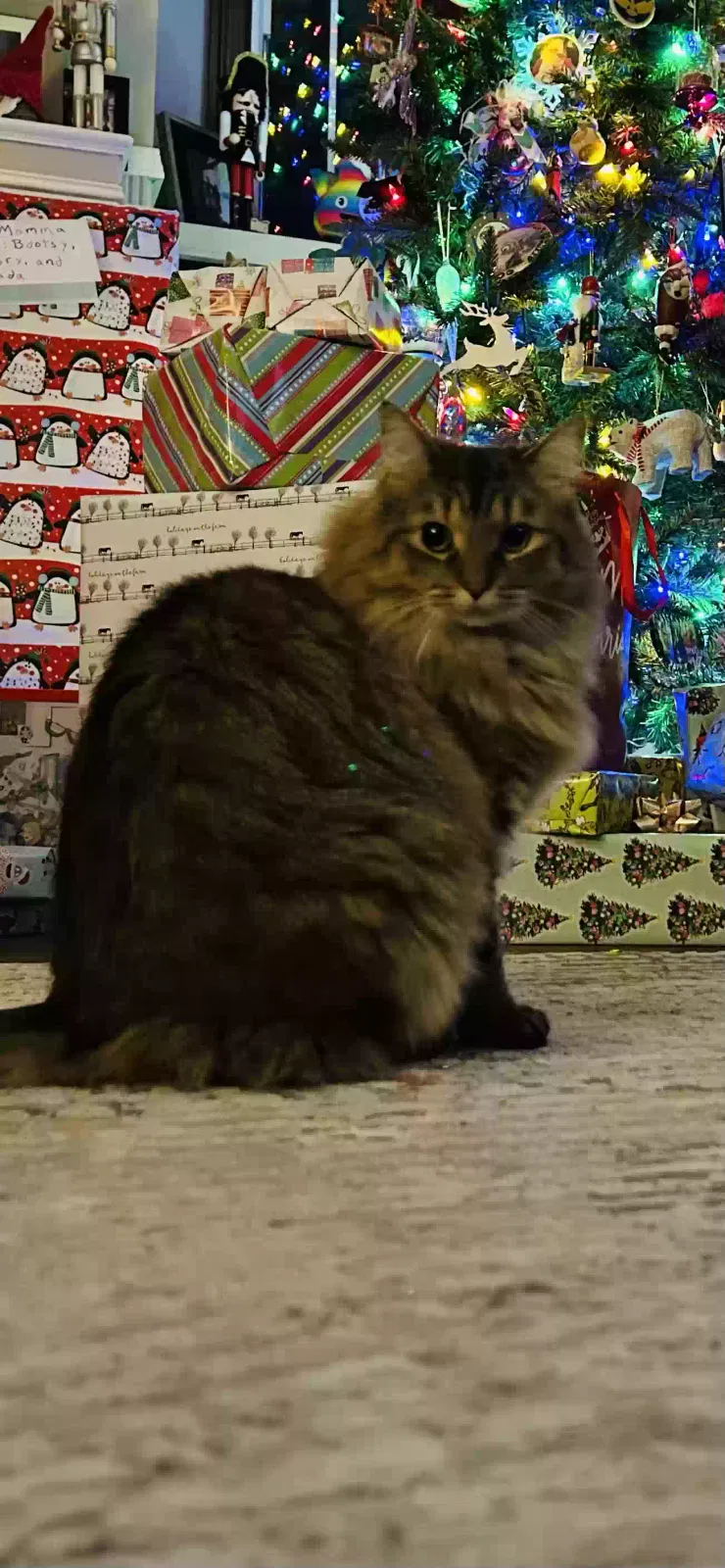 Lost cat in Morehead, KY, 40351