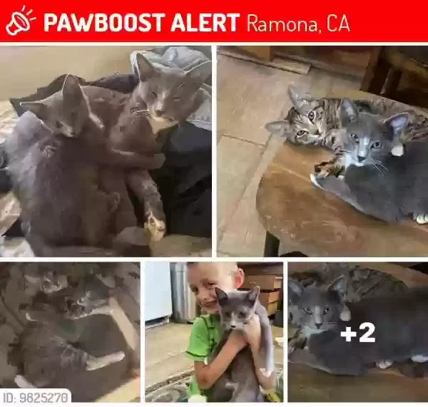 Lost cat in Ramona, CA, 92065