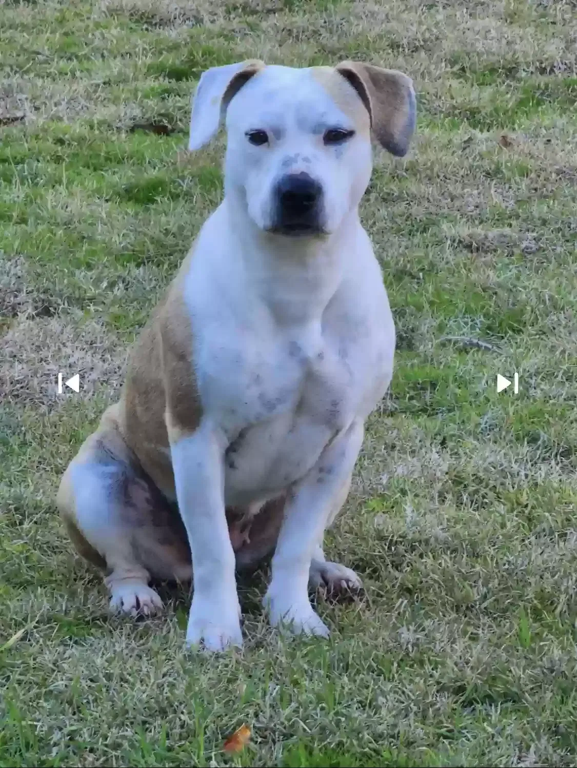 Found dog in Stockton, CA, 95204