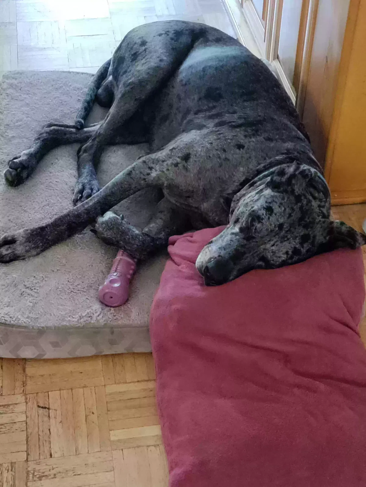 Lost dog in Bronson, FL, 32621