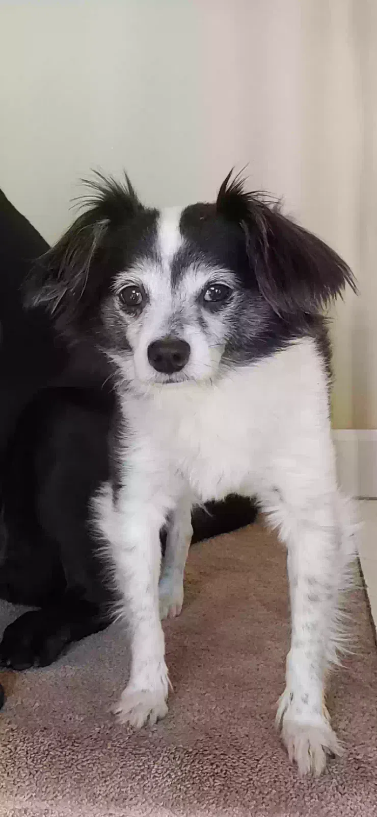 Lost dog in Lexington, SC, 29072