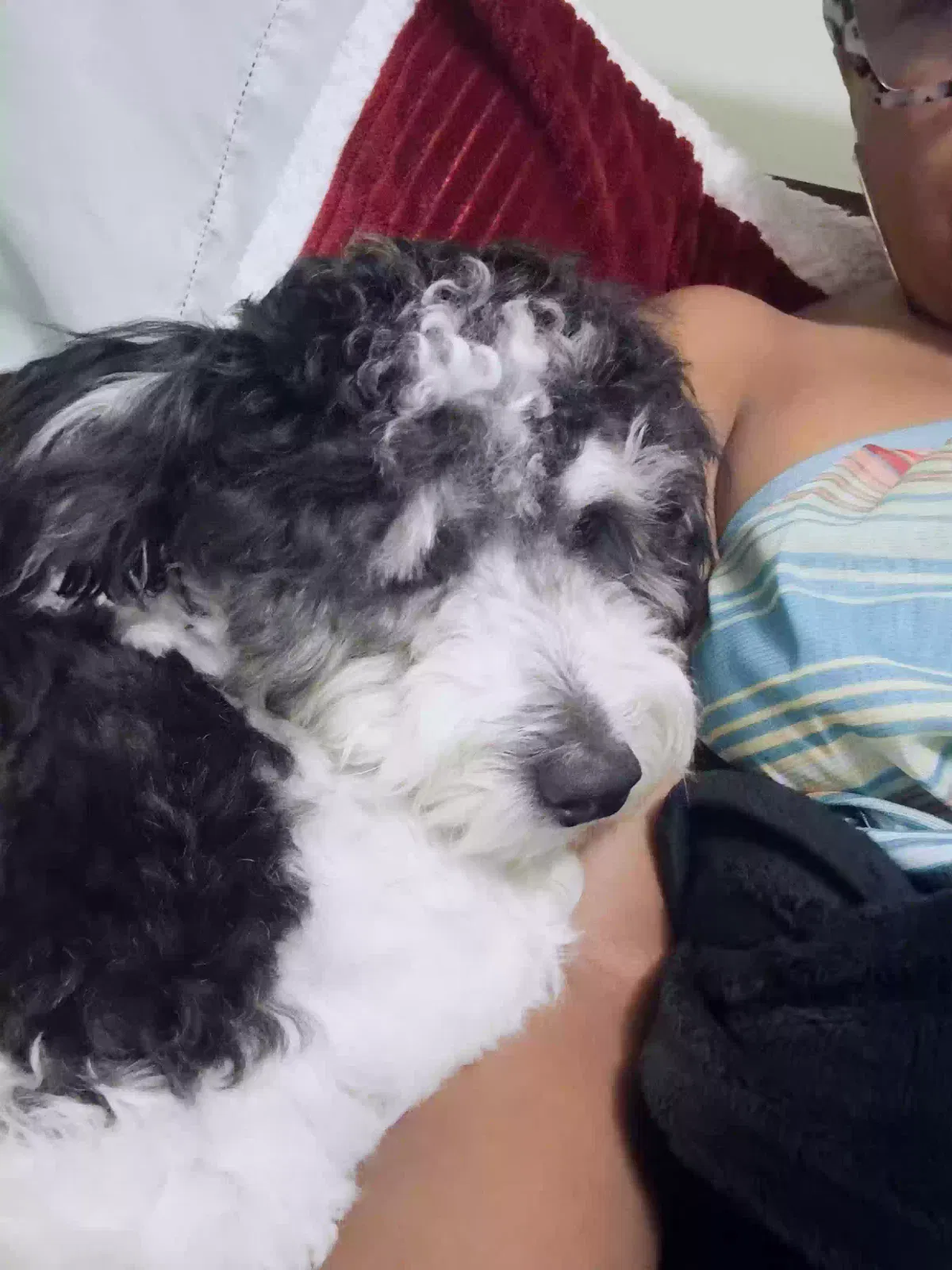 Lost dog in Los Angeles, CA, 90043