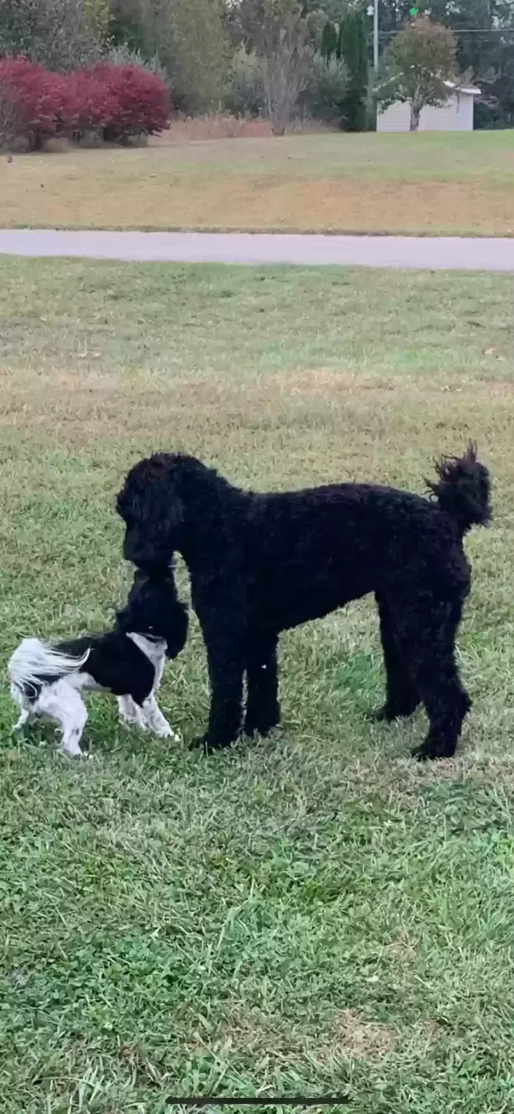 Lost dog in Elizabethtown, KY, 42701