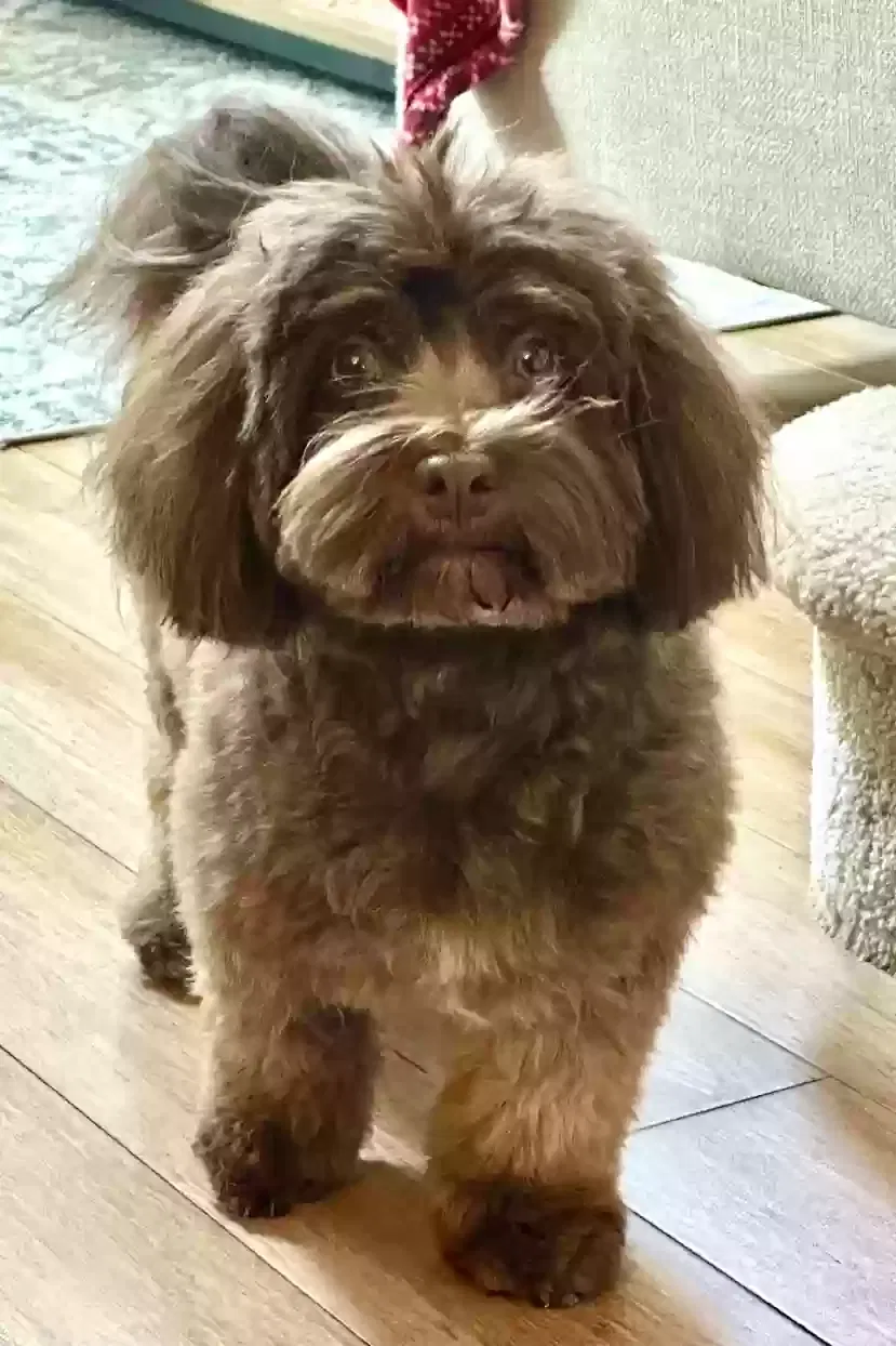 Lost dog in Lake Katrine, NY, 12449