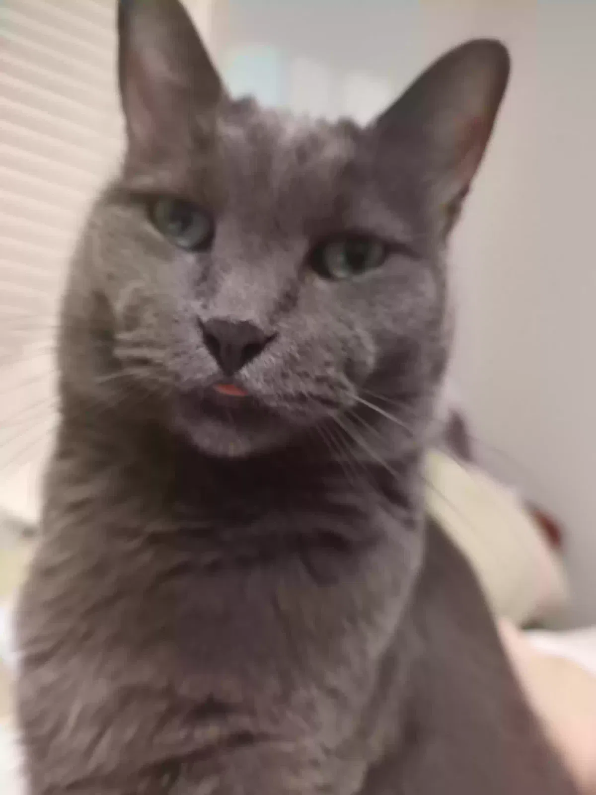 Lost cat in Columbia, SC, 29209