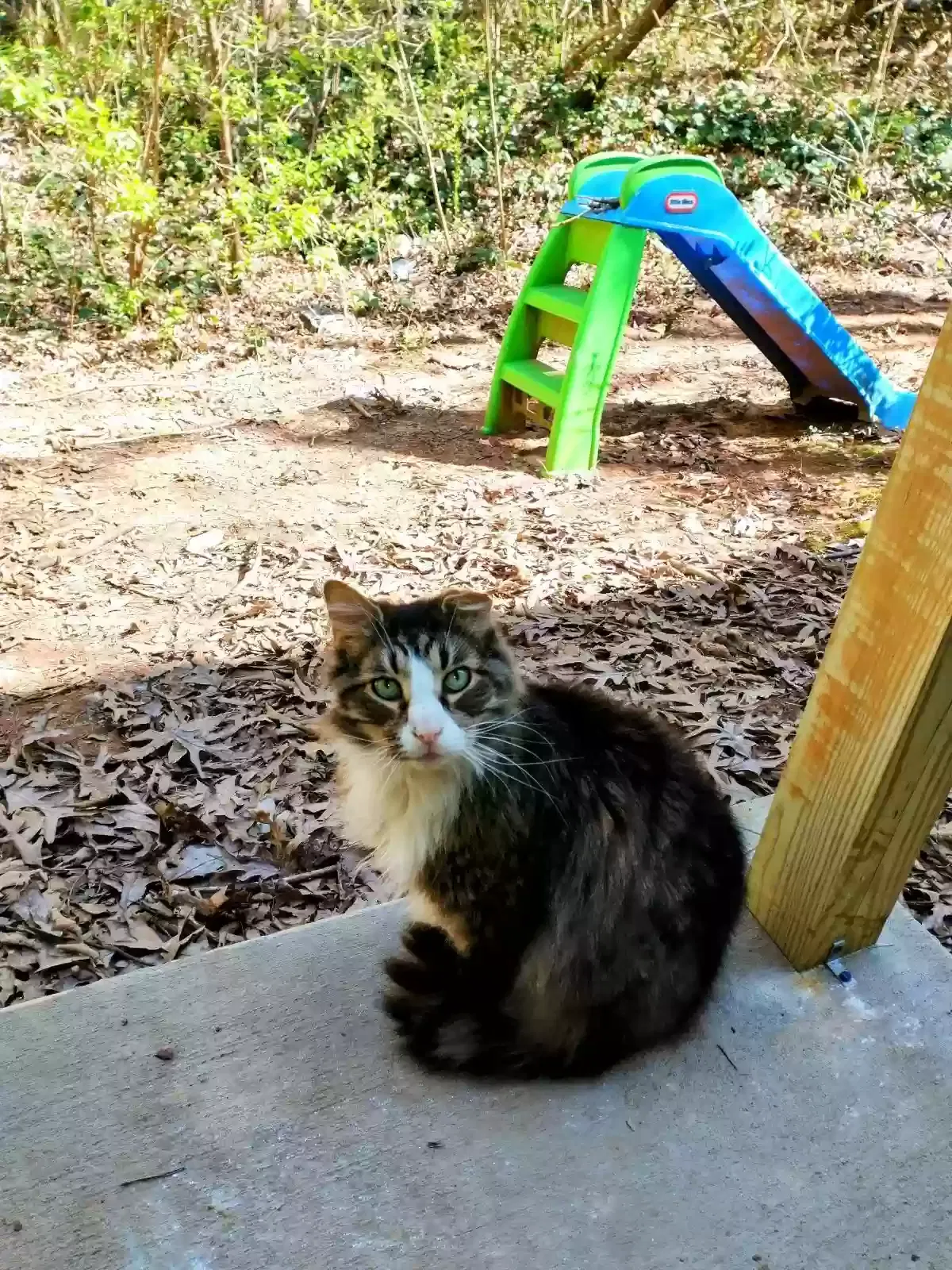 Lost cat in Knoxville, TN, 37919
