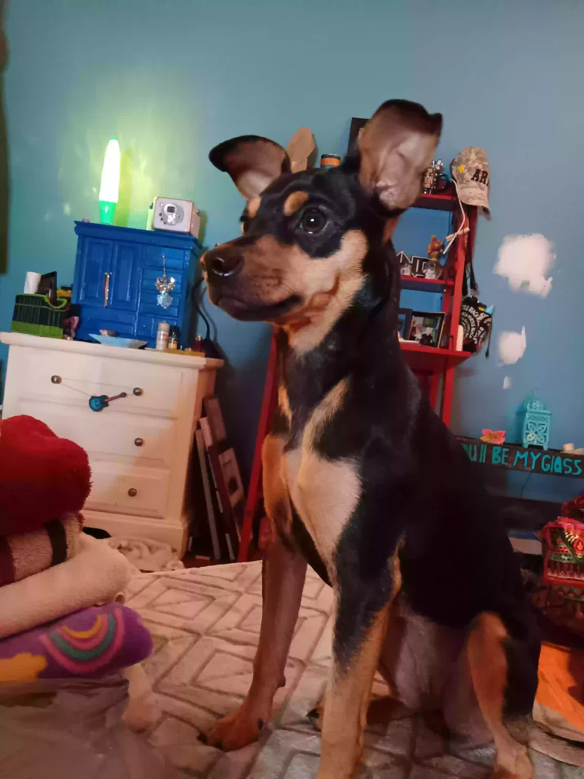 Lost dog in Greensboro, NC, 27407