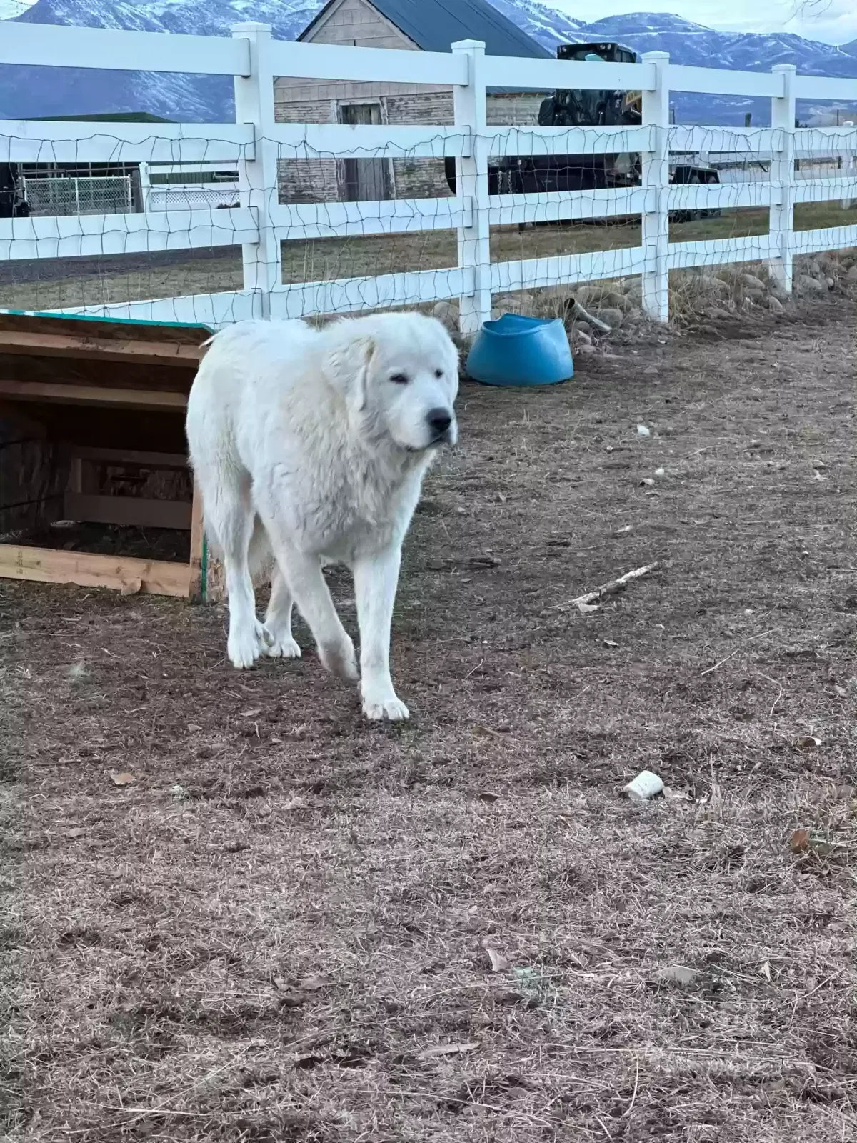 Lost dog in Heber City, UT, 84032