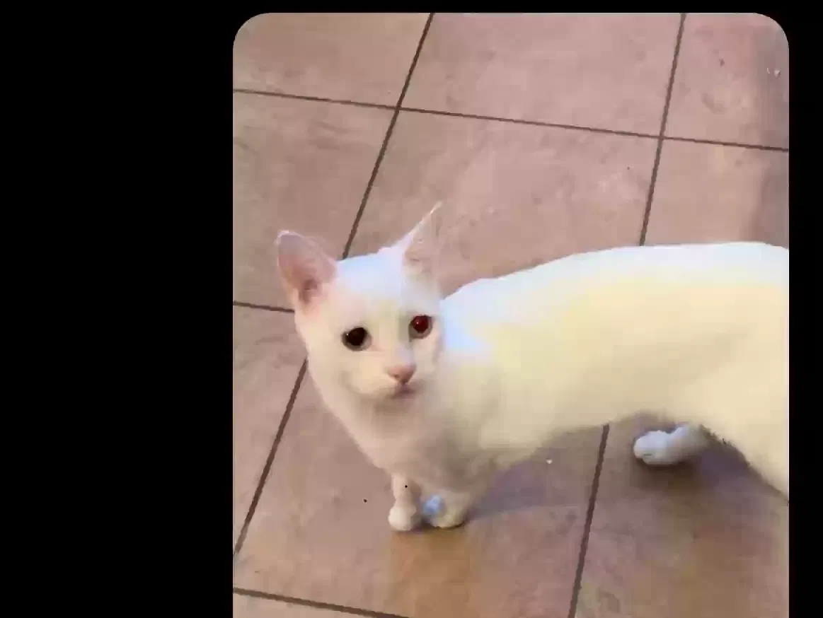 Lost cat in Citrus Heights, CA, 95621