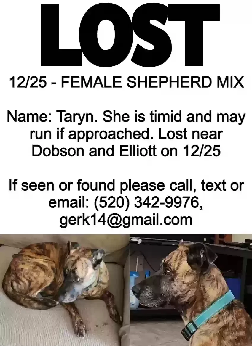 Lost dog in Chandler, AZ, 85224