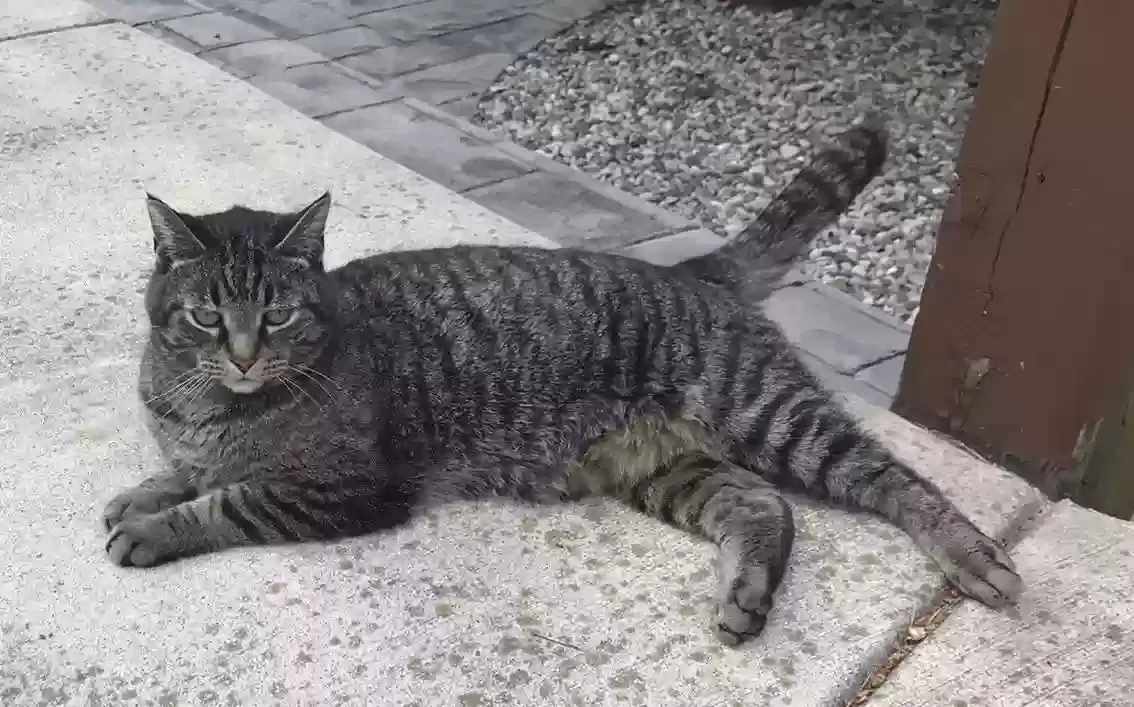 Lost cat in Lake Orion, MI, 48362