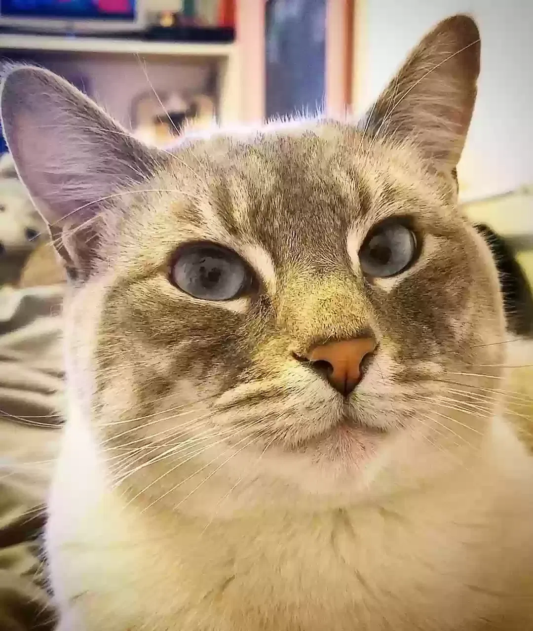 Lost cat in Nampa, ID, 83687