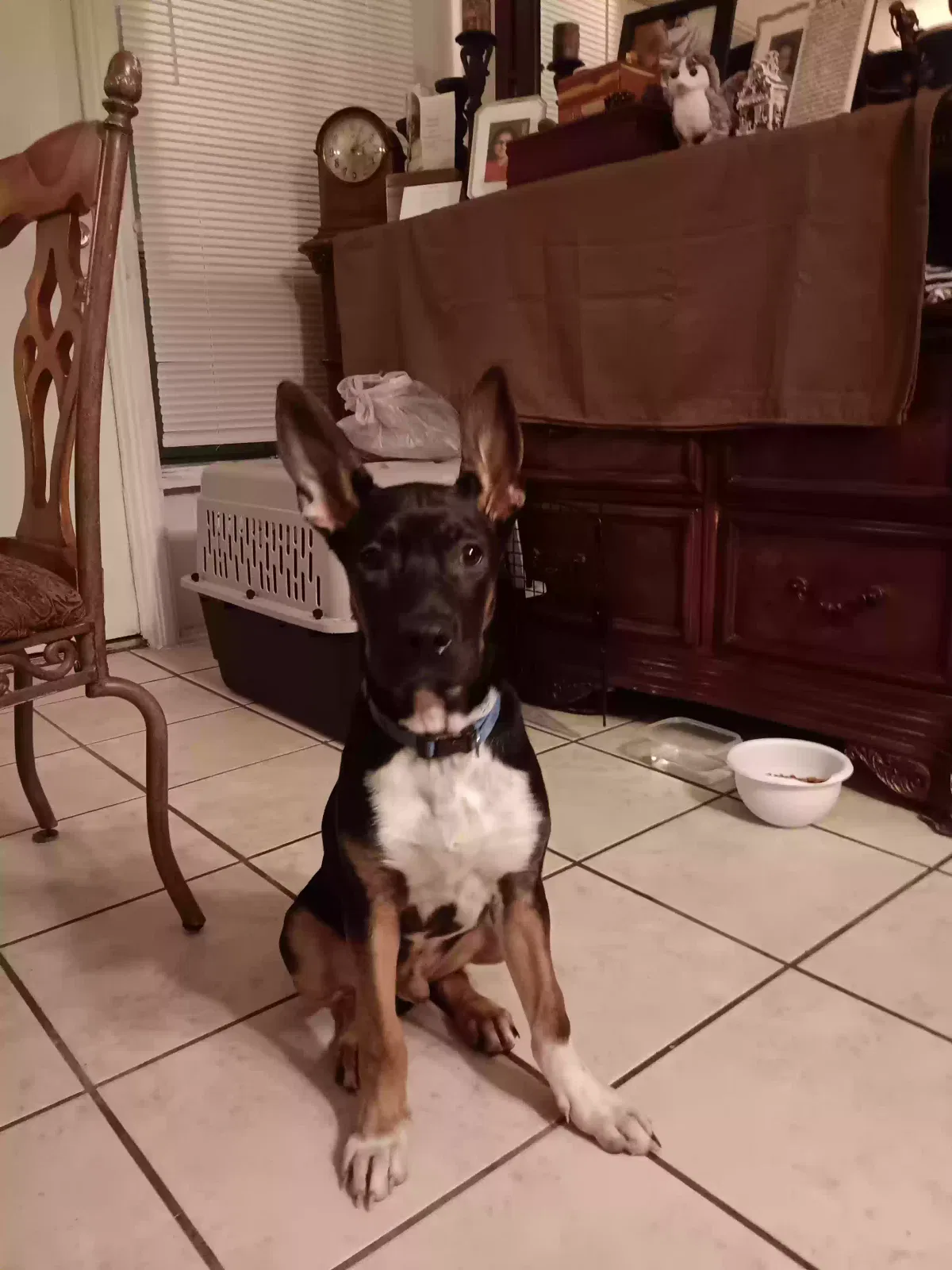 Found dog in Mesa, AZ, 85204