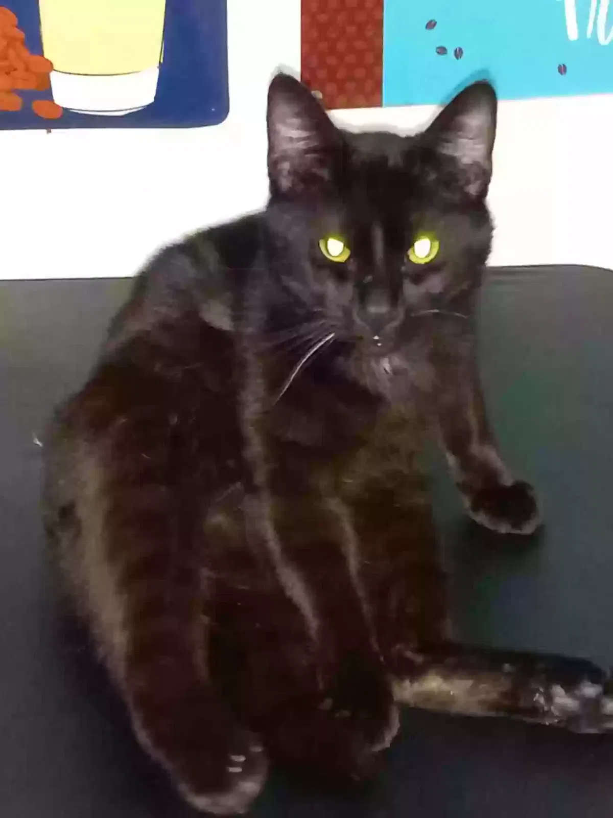 Lost cat in Longview, WA, 98632