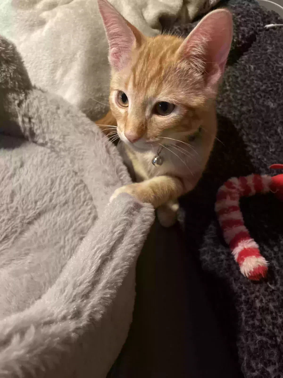 Lost cat in Las Vegas, NV, 89178