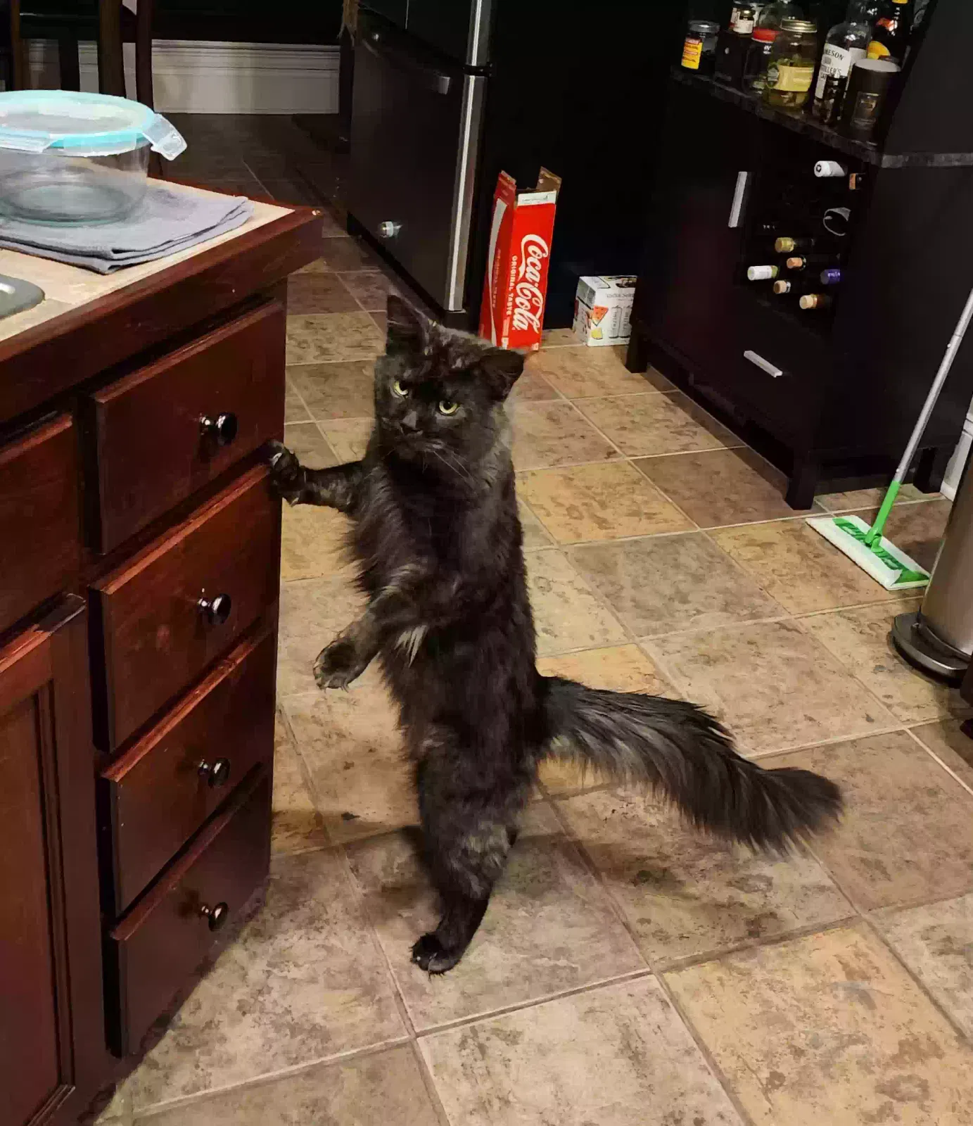 Lost cat in Mandeville, LA, 70448