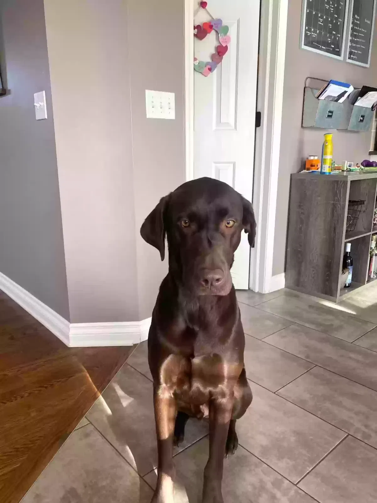 Lost dog in Saint Clair, MI, 48079
