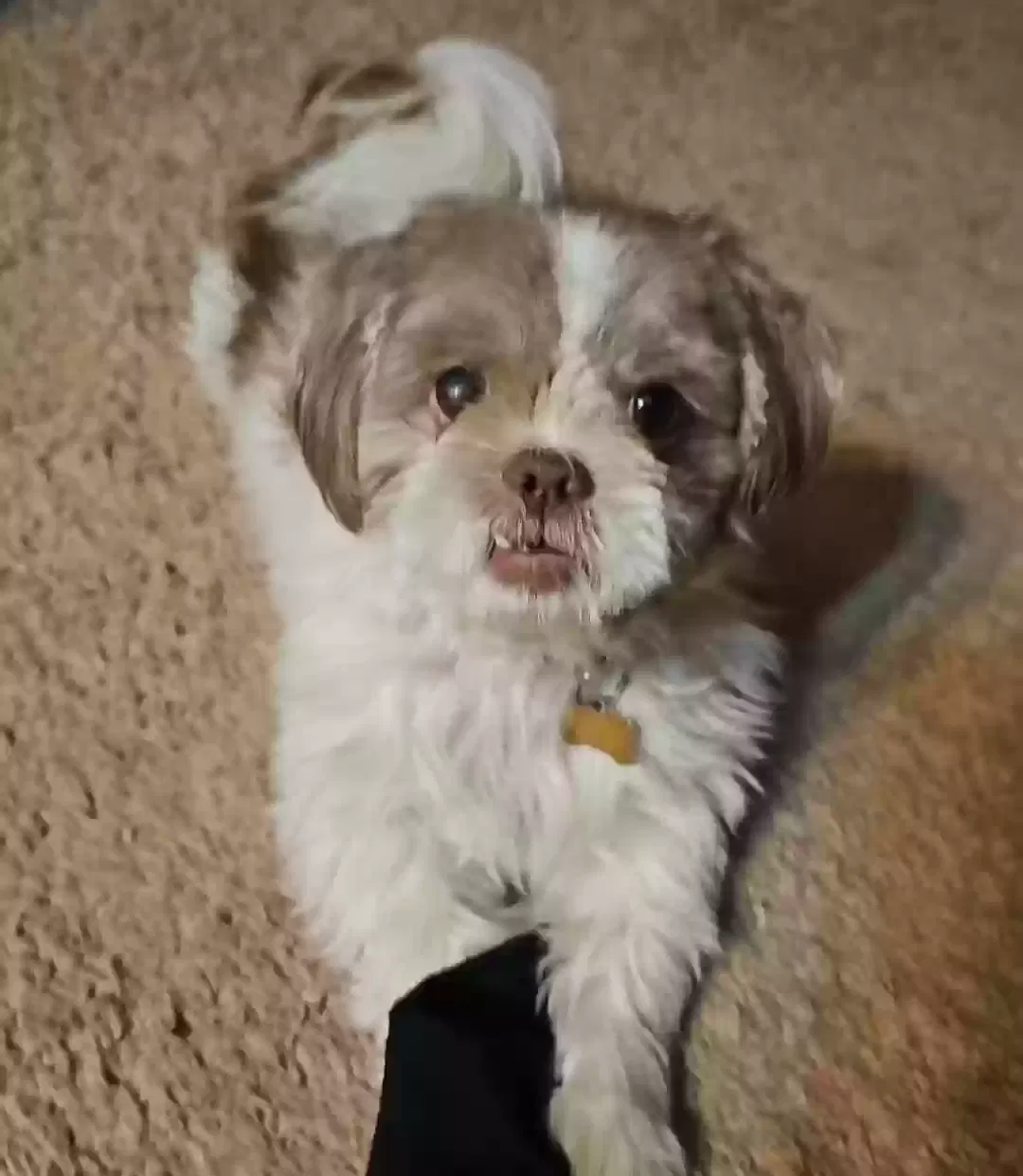 Lost dog in Glendale, AZ, 85303