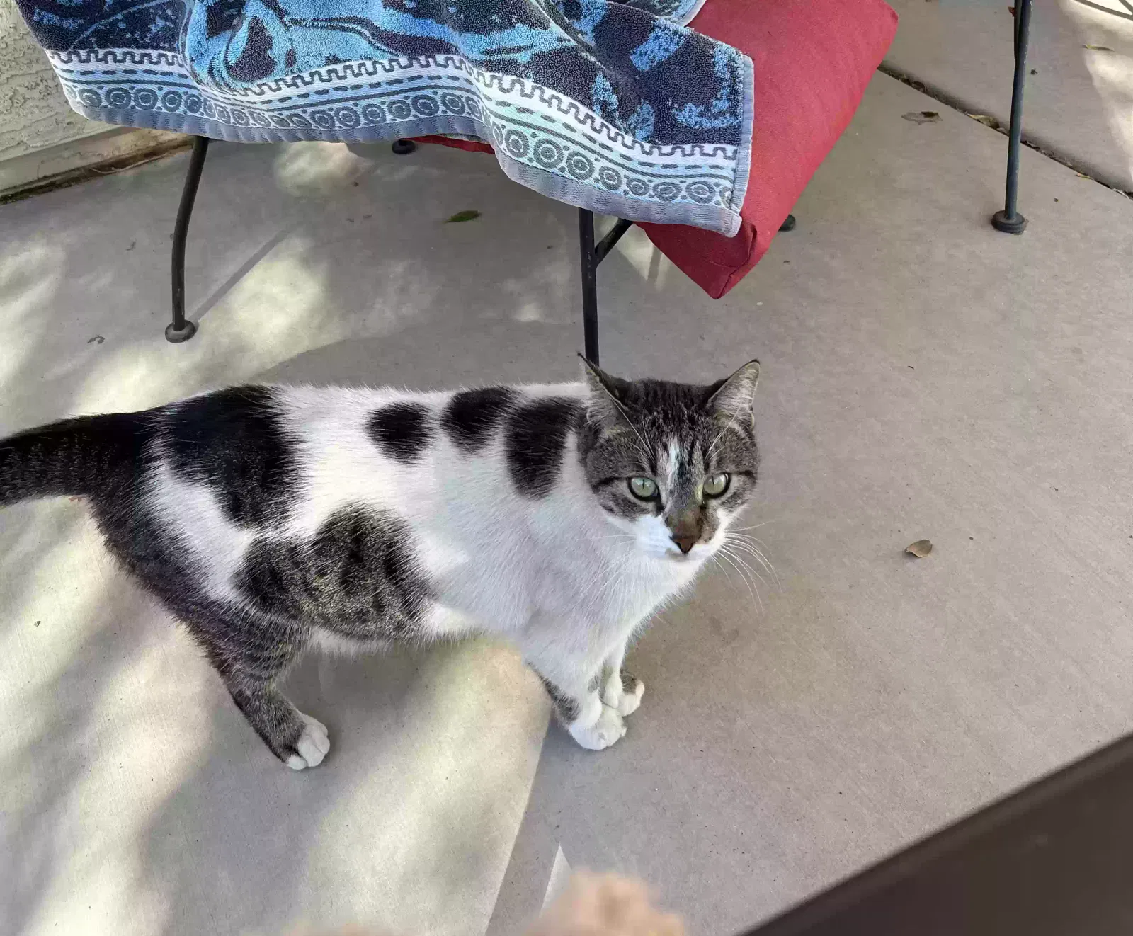 Lost cat in Glendale, AZ, 85308