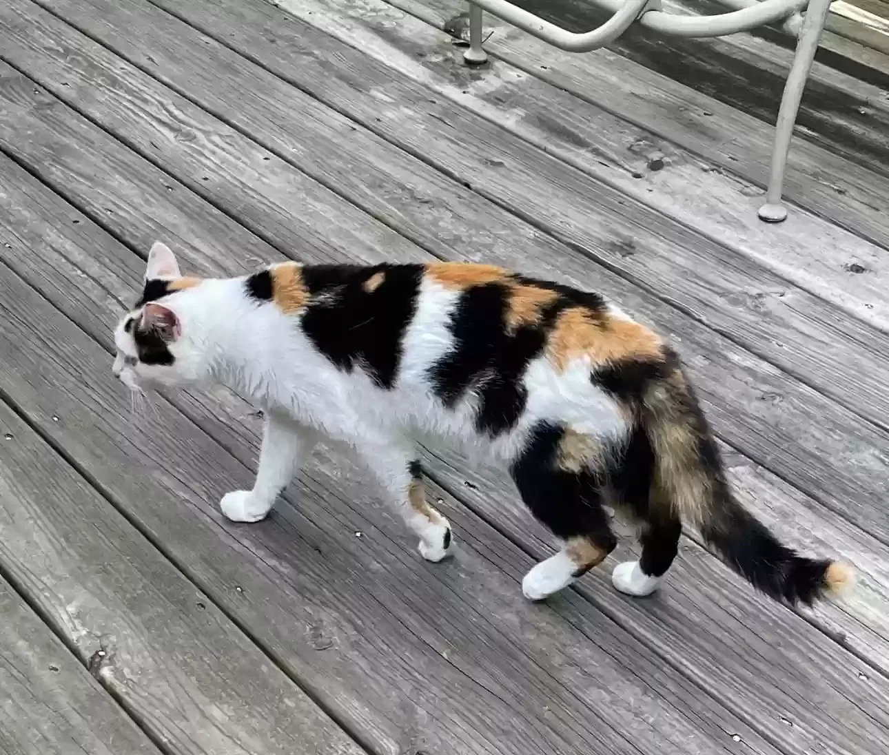 Lost cat in Helena, AL, 35080