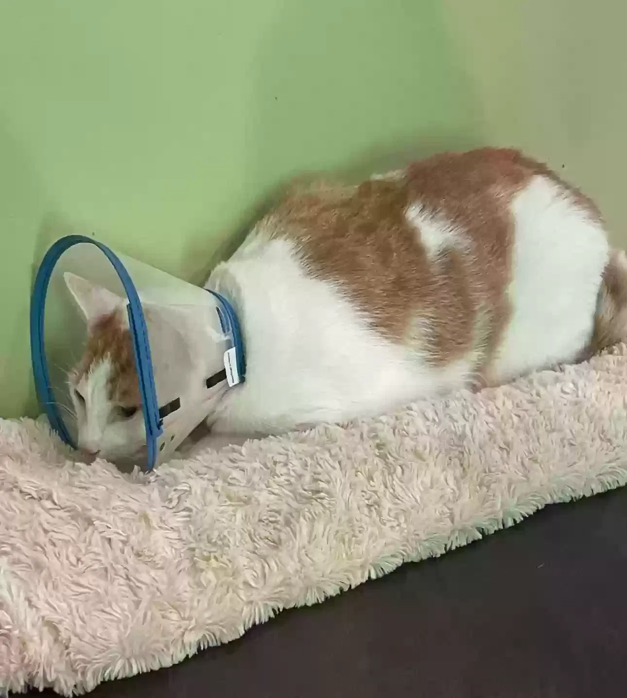 Lost cat in Helena, AL, 35080